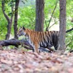 Wildlife Tourism in India – A Treat for Inbound Travellers