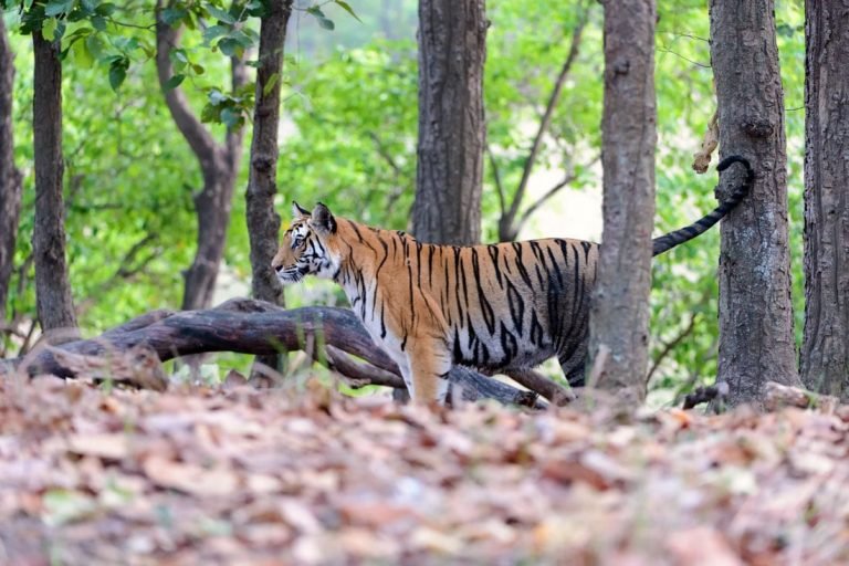 Wildlife Tourism in India – A Treat for Inbound Travellers
