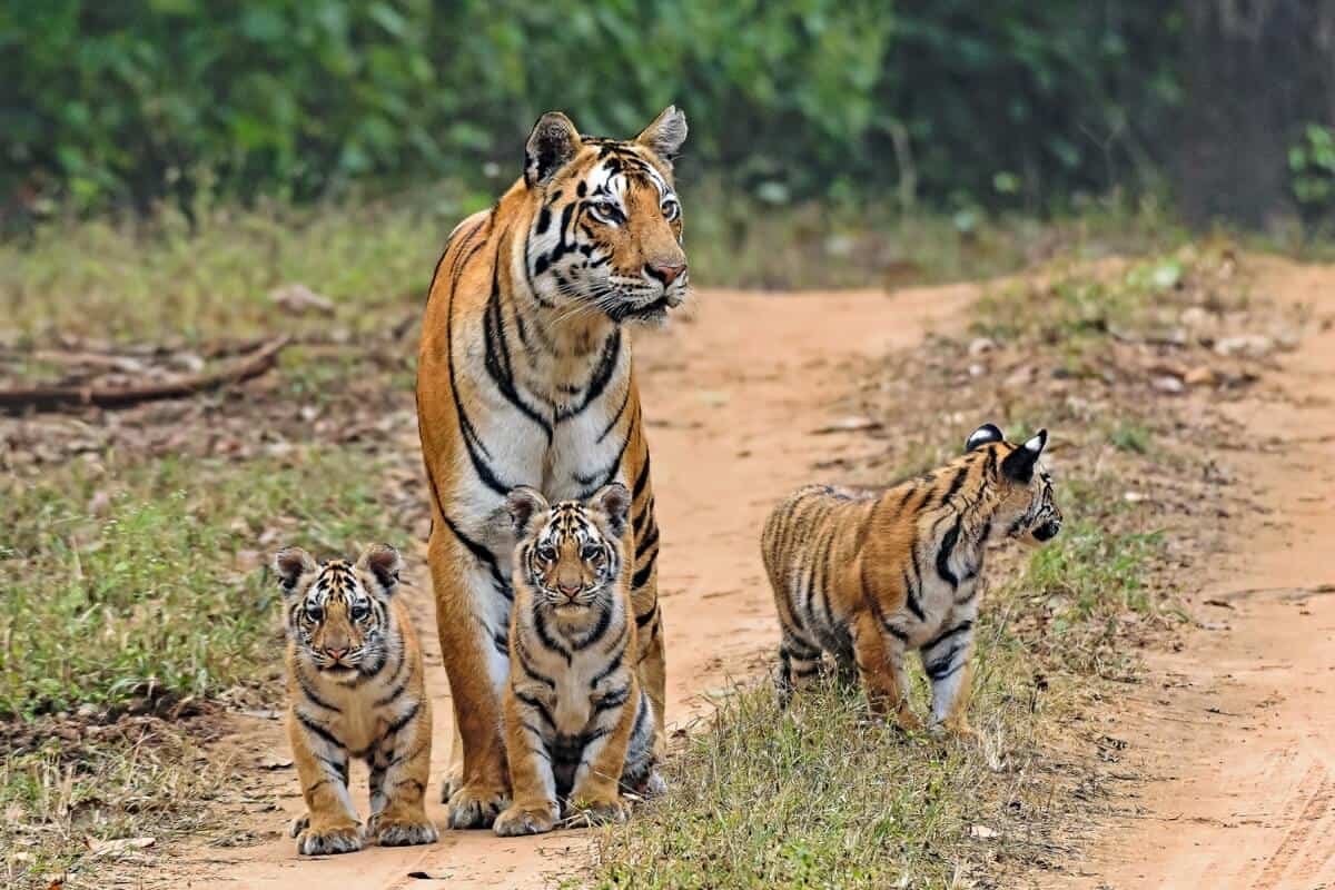 Top 5 places where you can spot tigers in India