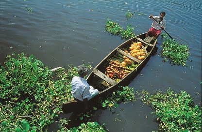 Kumarakom – Allepey