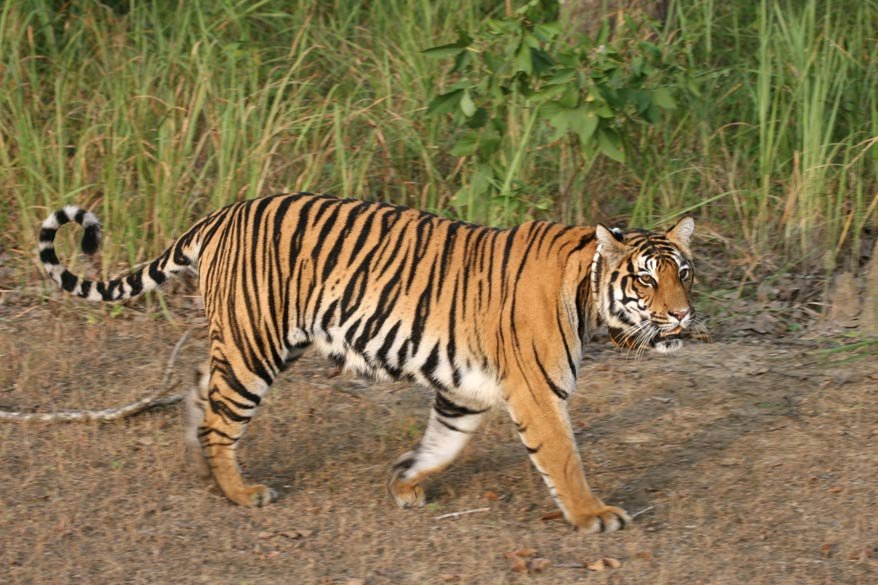 Kanha