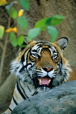 Sal Valley – Kanha