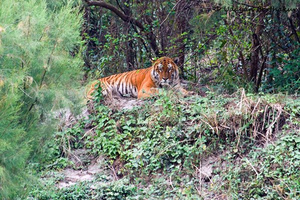 Bomdila – Kaziranga 