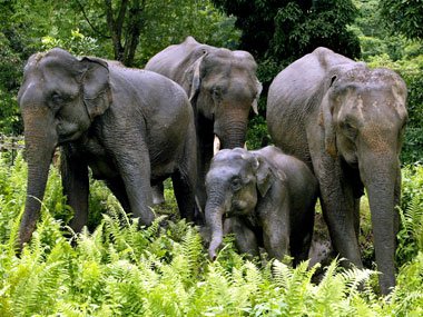 Kaziranga