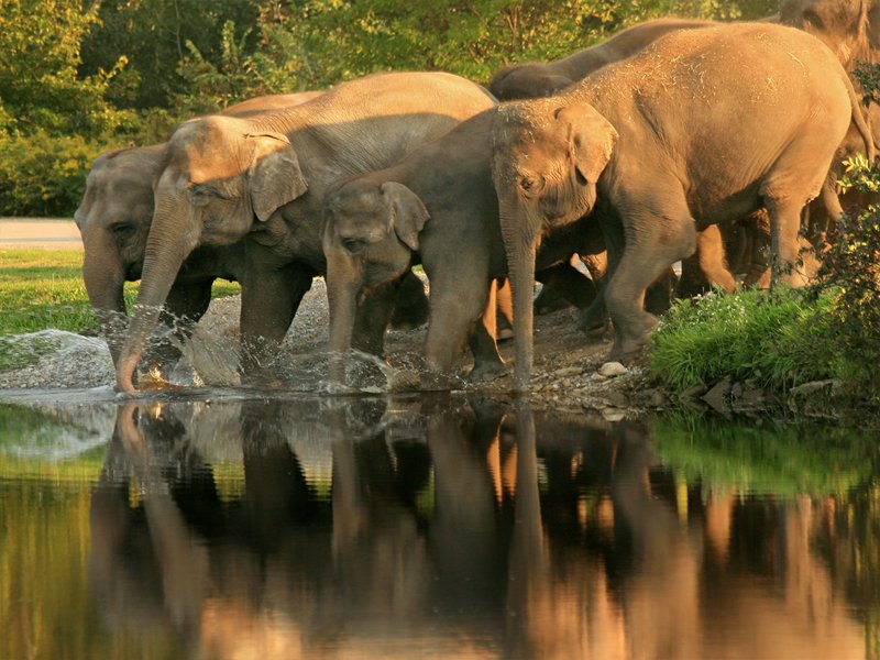 Mudumalai