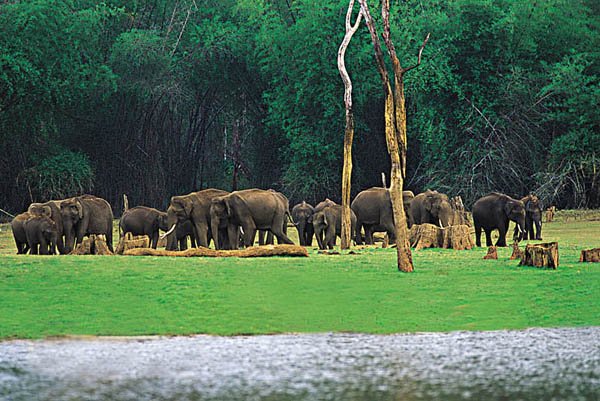 Cochin – Periyar  (175 Kms & 4 hrs drive)