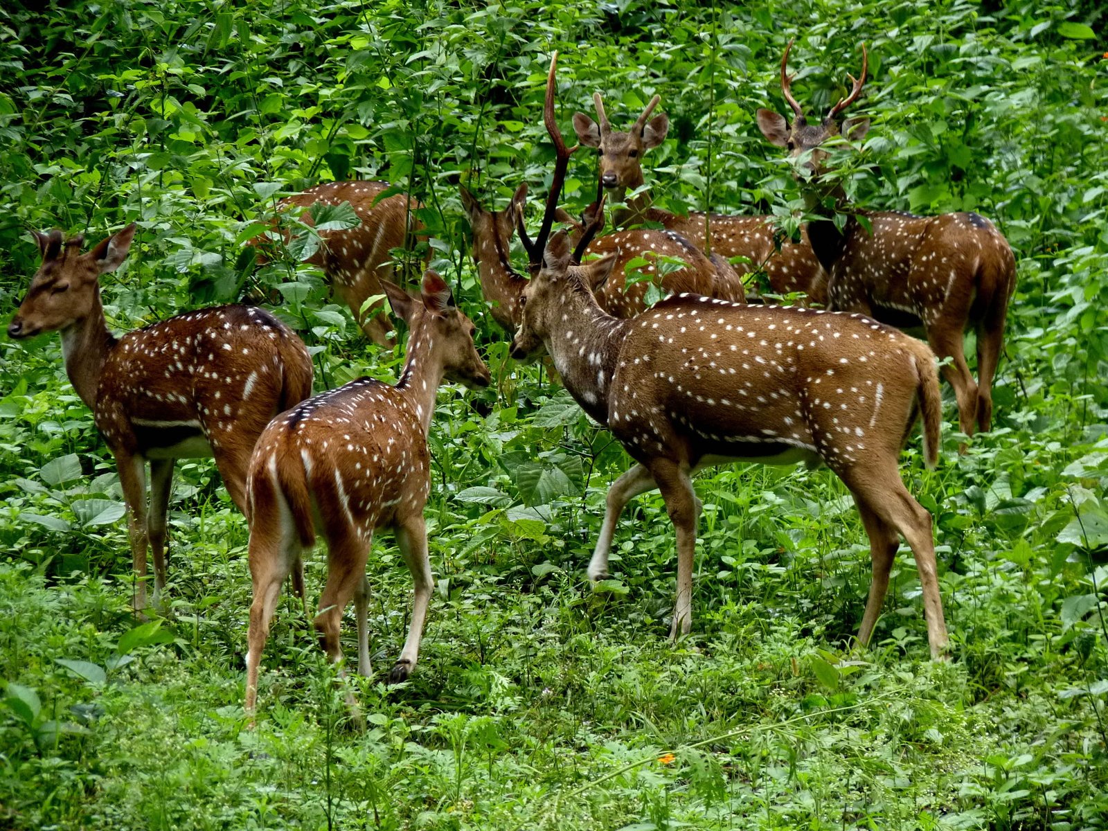 Periyar