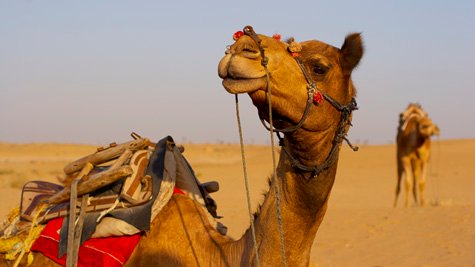 Mandawa – Bikaner 