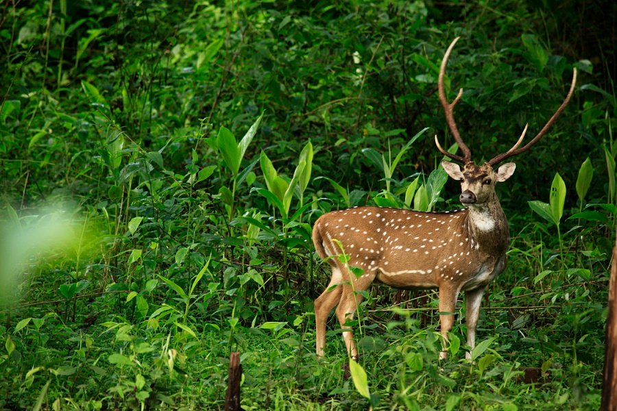 Palakkad