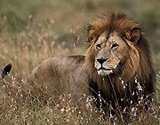 Gondal – Junagarh – Sasan Gir