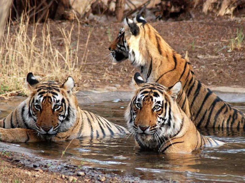 Jaipur – Ranthambore 