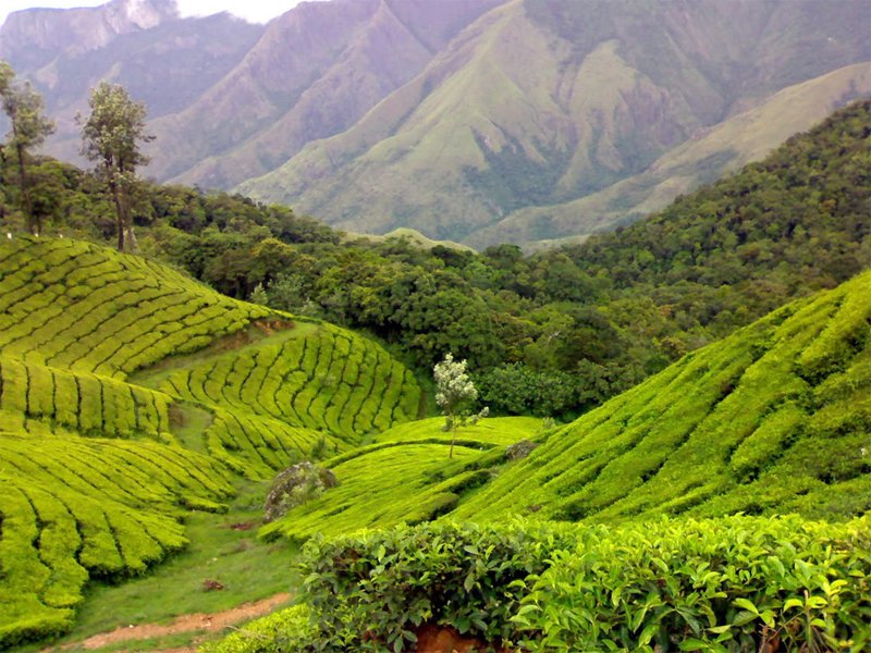 Cochin – Munnar