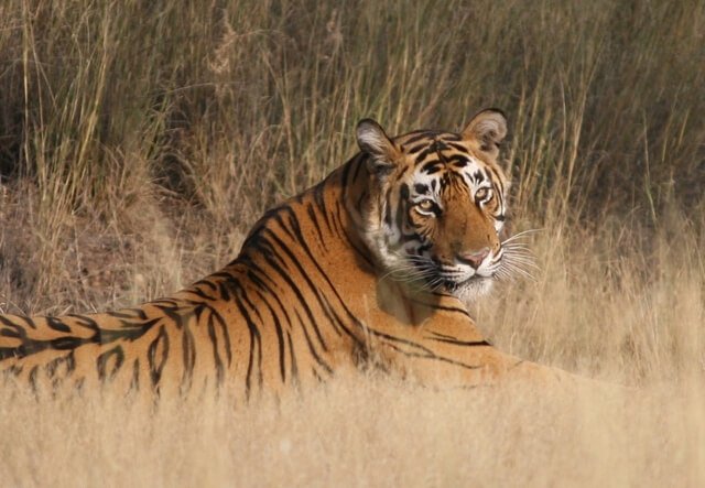 Jaipur – Ranthambore
