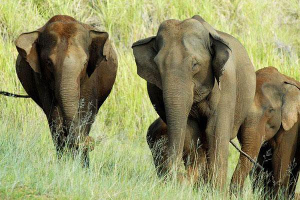 Munnar – Periyar