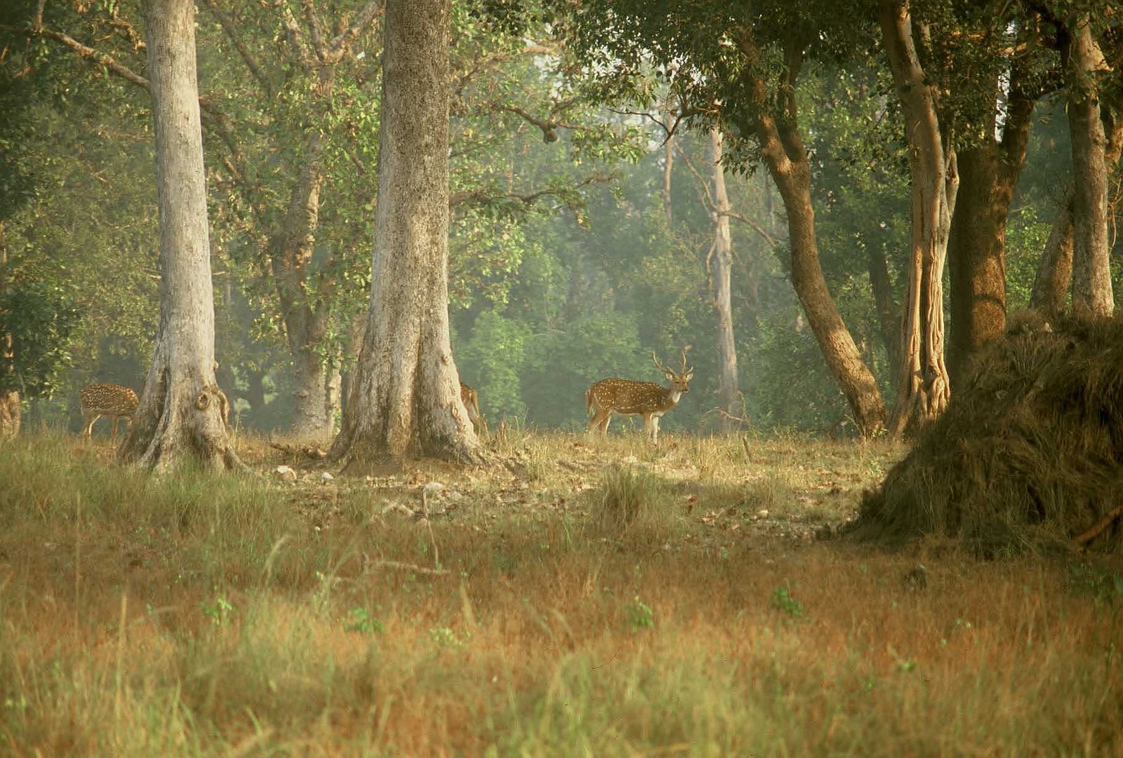 Kwardha