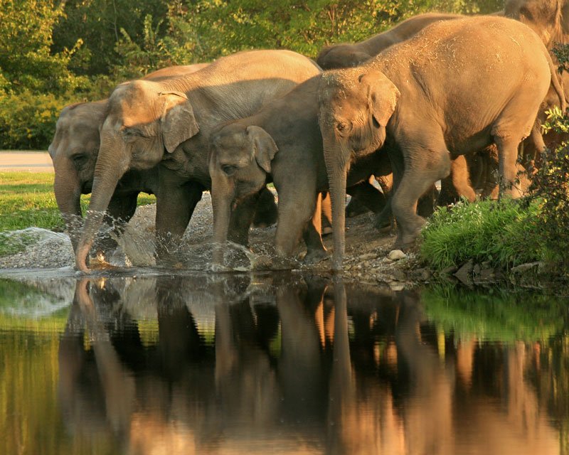 Mysore - Mudumalai