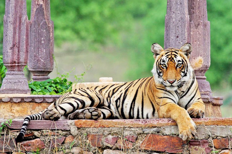 Ranthambore