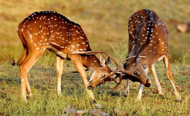 Bandhavgarh – Kanha
