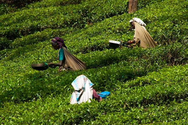 Munnar – Periyar (133 Kms & 4 Hrs)