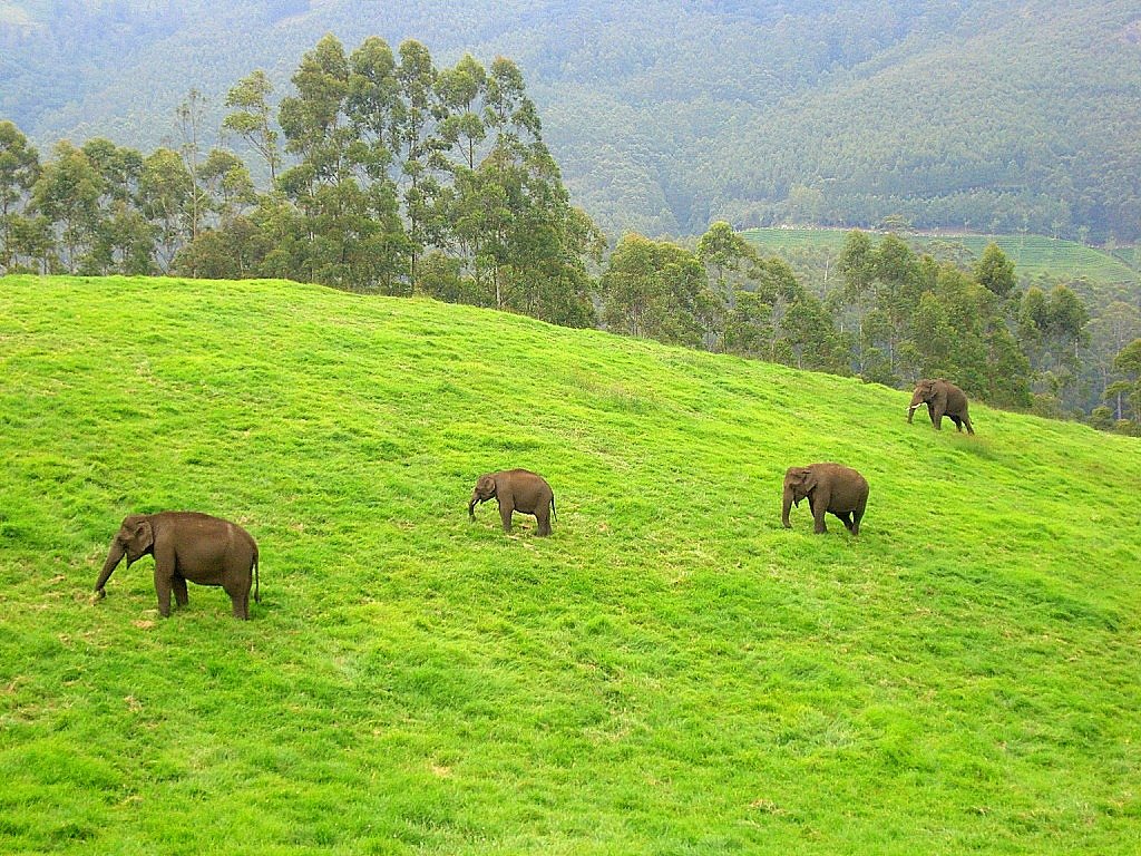 Vythiri – Munnar (200 Kms & 6 Hrs)