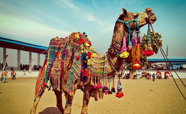Pushkar Special – Camel Fair