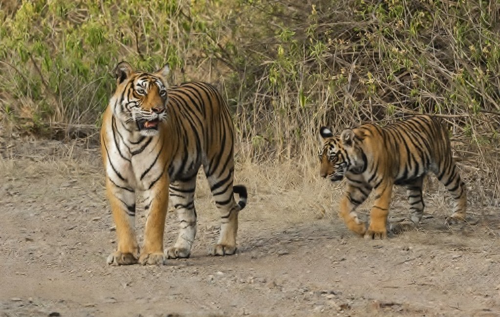 Golden Triangle with Ranthambore