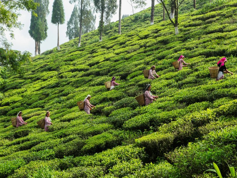 Darjeeling